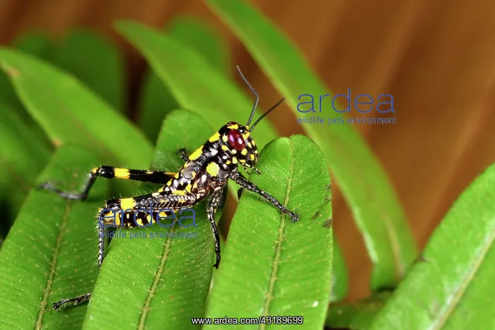 : Grasshopper (Orthoptera sp), Andasibe, Perinet : Grasshopper (Orthoptera sp), Andasibe, Perinet