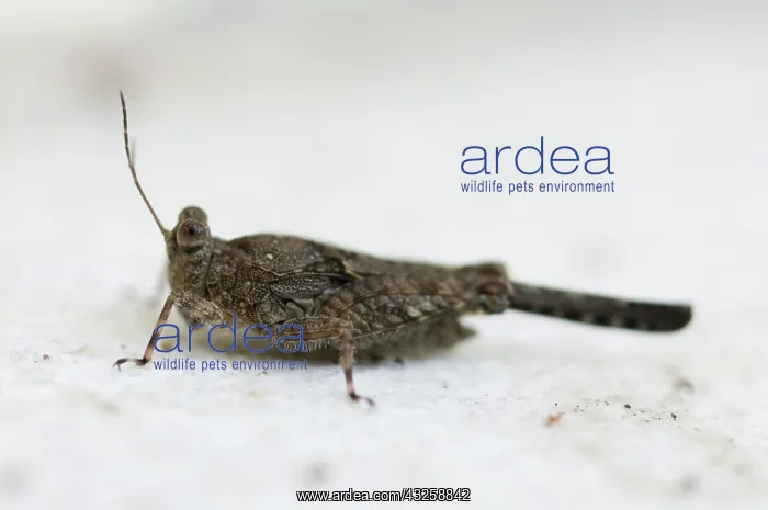 : Grasshopper - (Ortoptera order) : Grasshopper - (Ortoptera order)