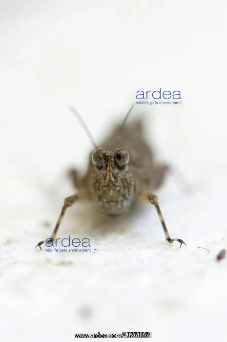 : Grasshopper - (Ortoptera order) : Grasshopper - (Ortoptera order)