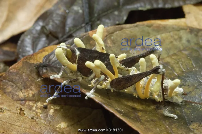 : Grasshopper parasitized by a fungus : Grasshopper parasitized by a fungus