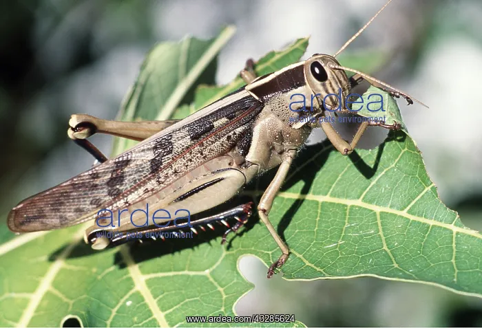 : GRASSHOPPER - on pawpaw : GRASSHOPPER - on pawpaw