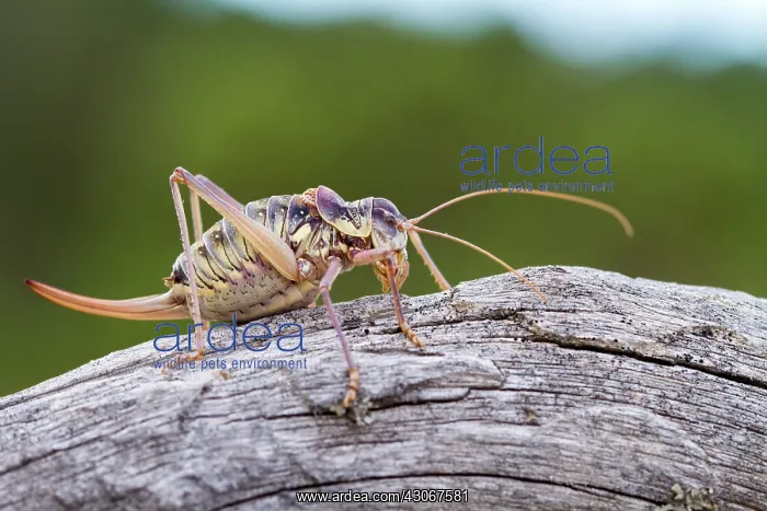 : Grasshopper (Platycleis) male, Teruel (Spain) : Grasshopper (Platycleis) male, Teruel (Spain)