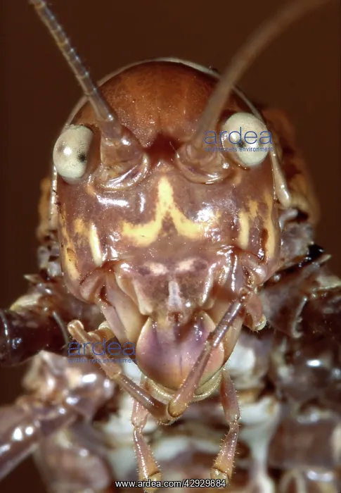 : Grasshopper - portrait : Grasshopper - portrait