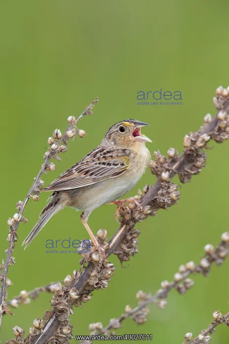: Grasshopper Sparrow : Grasshopper Sparrow