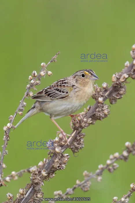: Grasshopper Sparrow : Grasshopper Sparrow