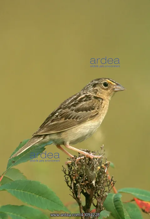 : Grasshopper Sparrow : Grasshopper Sparrow