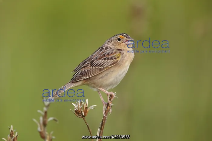 : Grasshopper Sparrow Ammodramus savannarum singing on t : Grasshopper Sparrow Ammodramus savannarum singing on t