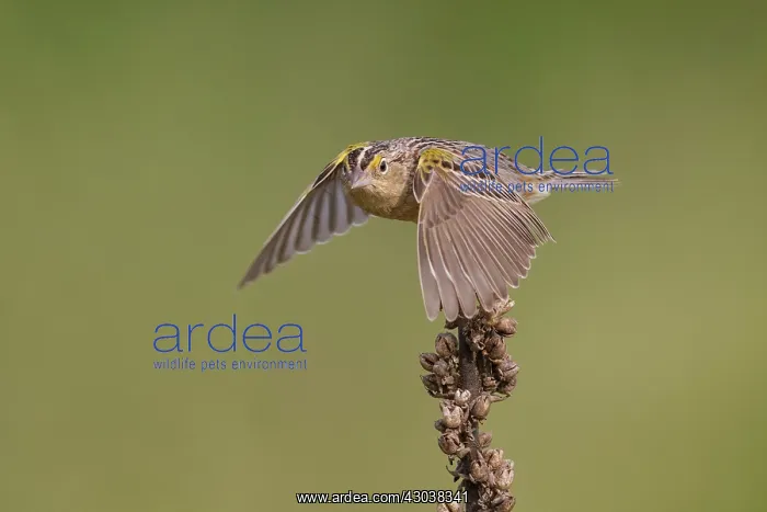 : Grasshopper Sparrow Ammodramus savannarum on territory : Grasshopper Sparrow Ammodramus savannarum on territory