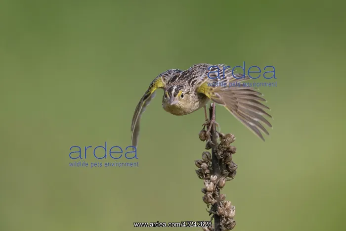 : Grasshopper Sparrow Ammodramus savannarum on territory : Grasshopper Sparrow Ammodramus savannarum on territory