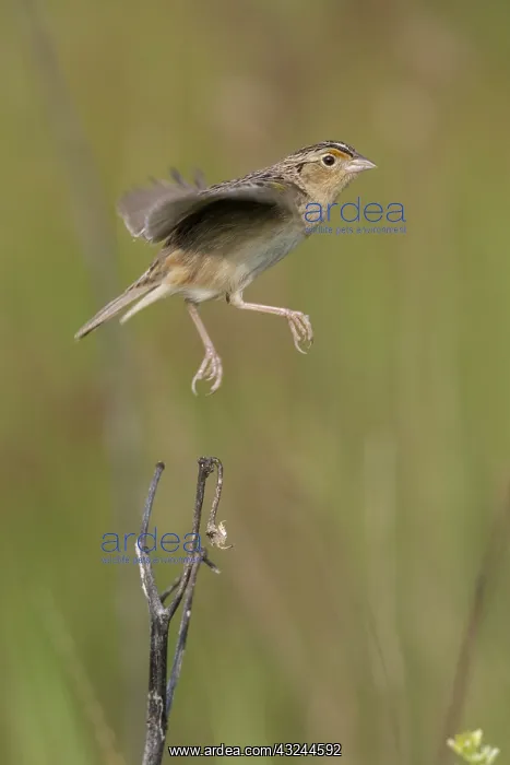 : Grasshopper Sparrow Ammodramus savannarum on territory : Grasshopper Sparrow Ammodramus savannarum on territory