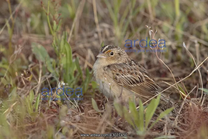 : Grasshopper Sparrow in field : Grasshopper Sparrow in field