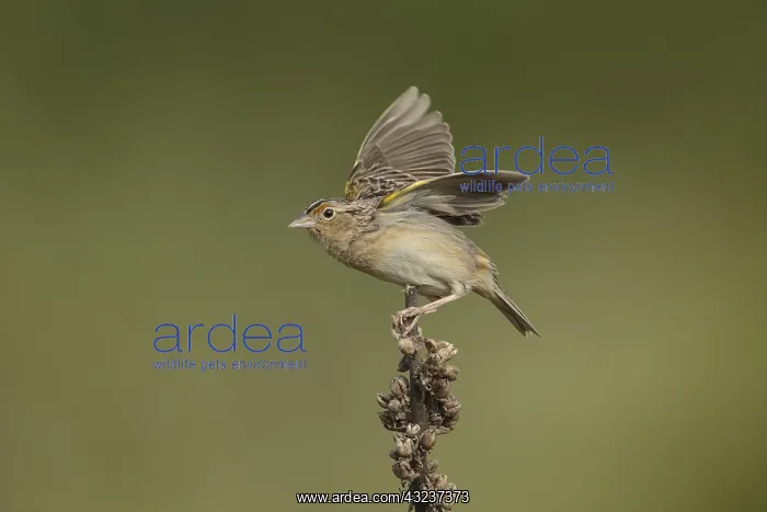 : Grasshopper Sparrow in field : Grasshopper Sparrow in field
