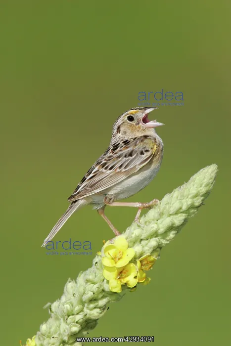 : Grasshopper Sparrow - on territory : Grasshopper Sparrow - on territory