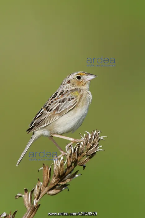 : Grasshopper Sparrow - on territory : Grasshopper Sparrow - on territory