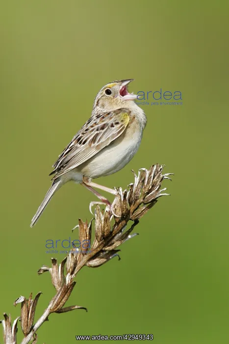 : Grasshopper Sparrow - on territory : Grasshopper Sparrow - on territory