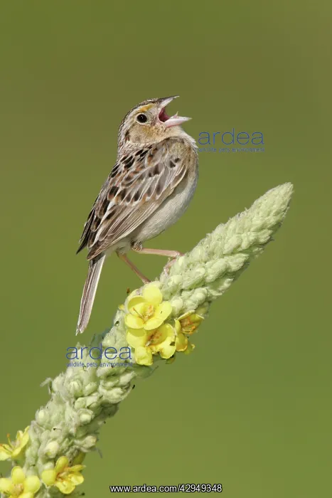 : Grasshopper Sparrow - on territory : Grasshopper Sparrow - on territory