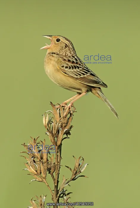 : Grasshopper Sparrow - on territory : Grasshopper Sparrow - on territory