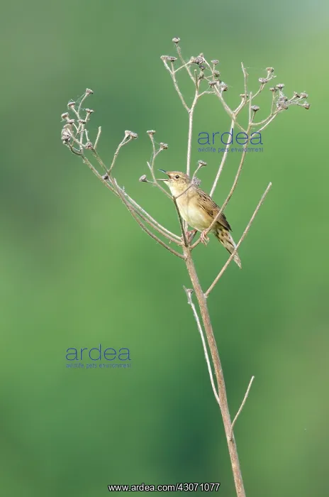 : Grasshopper Warbler : Grasshopper Warbler