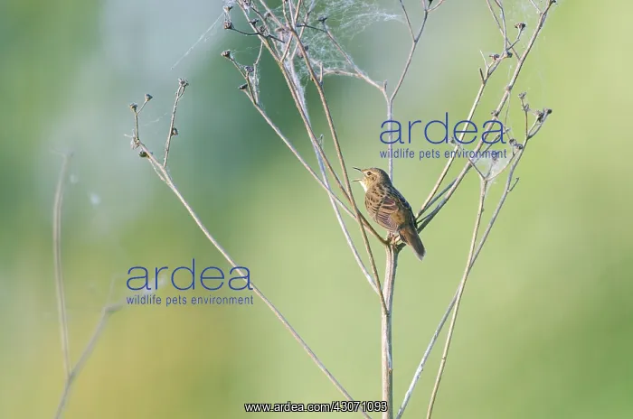 : Grasshopper Warbler : Grasshopper Warbler