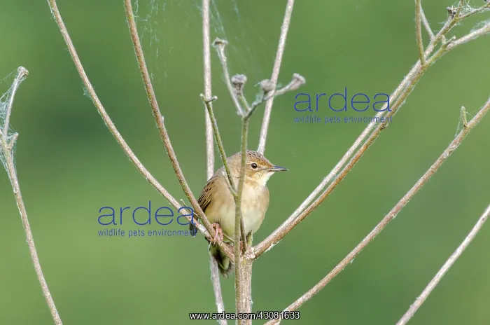  : Grasshopper Warbler