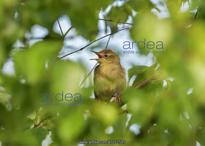 : Grasshopper Warbler : Grasshopper Warbler
