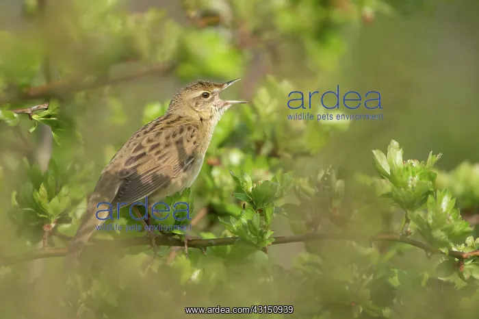 : Grasshopper Warbler : Grasshopper Warbler