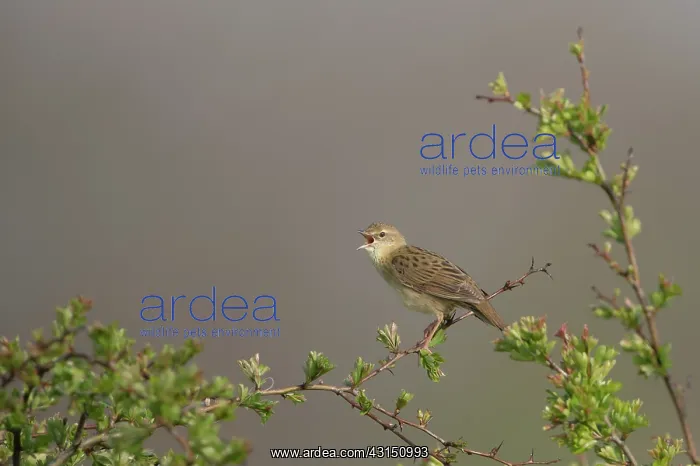 : Grasshopper Warbler : Grasshopper Warbler