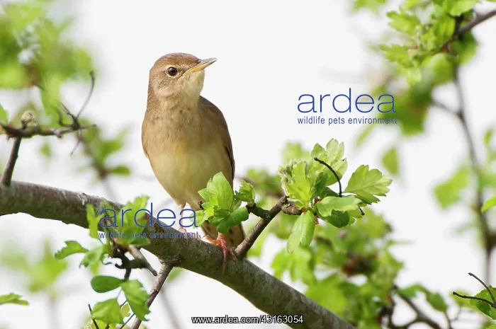 : Grasshopper Warbler : Grasshopper Warbler