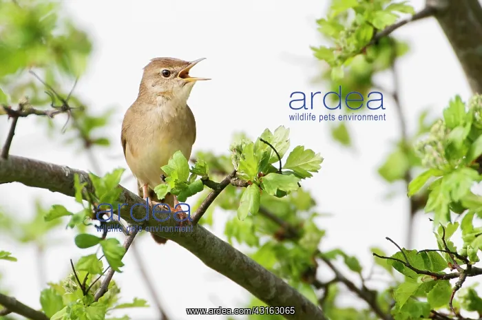  : Grasshopper Warbler