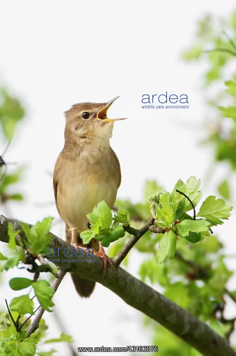  : Grasshopper Warbler