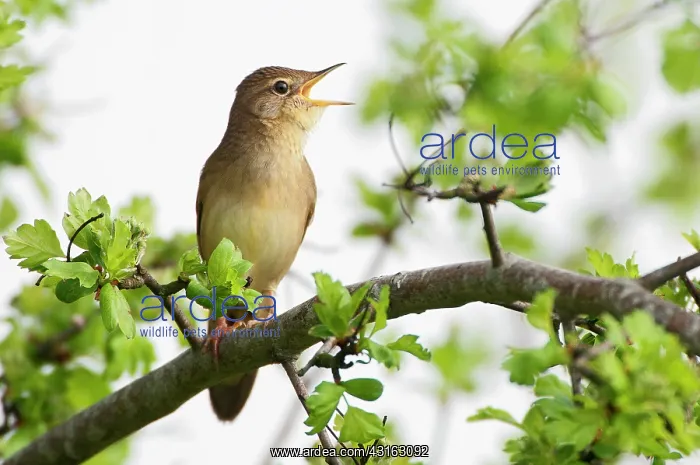 : Grasshopper Warbler : Grasshopper Warbler