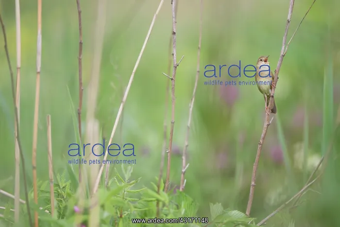  : Grasshopper Warbler