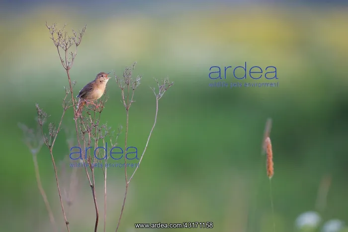 : Grasshopper Warbler : Grasshopper Warbler