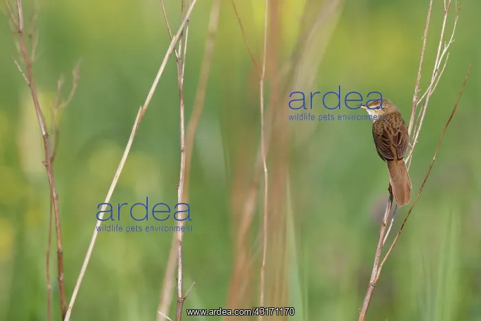 : Grasshopper Warbler : Grasshopper Warbler