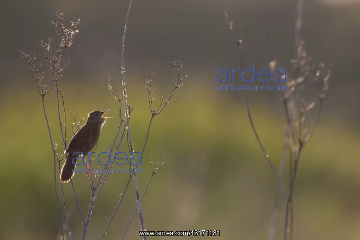 : Grasshopper Warbler : Grasshopper Warbler