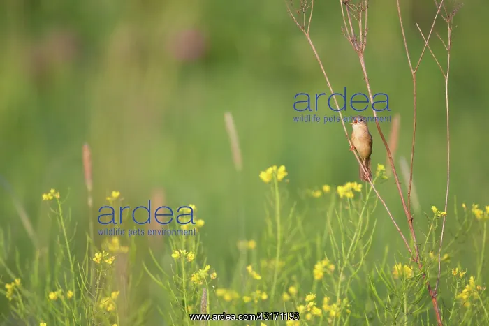  : Grasshopper Warbler