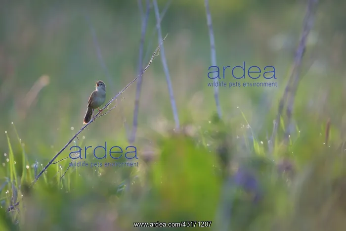 : Grasshopper Warbler : Grasshopper Warbler
