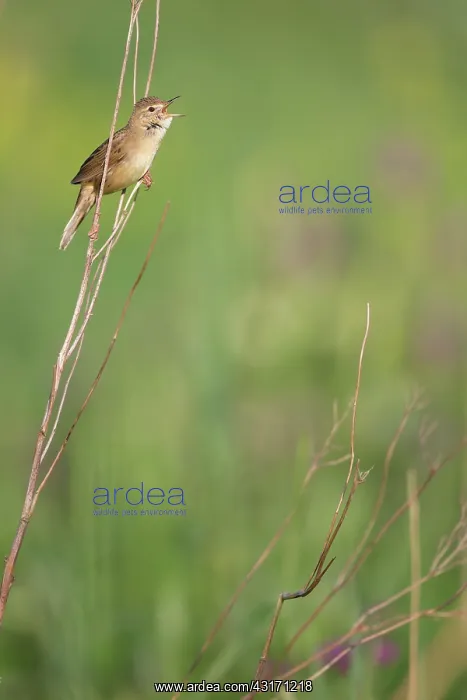 : Grasshopper Warbler : Grasshopper Warbler