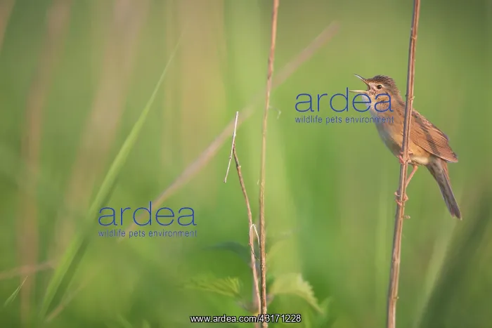 : Grasshopper Warbler : Grasshopper Warbler