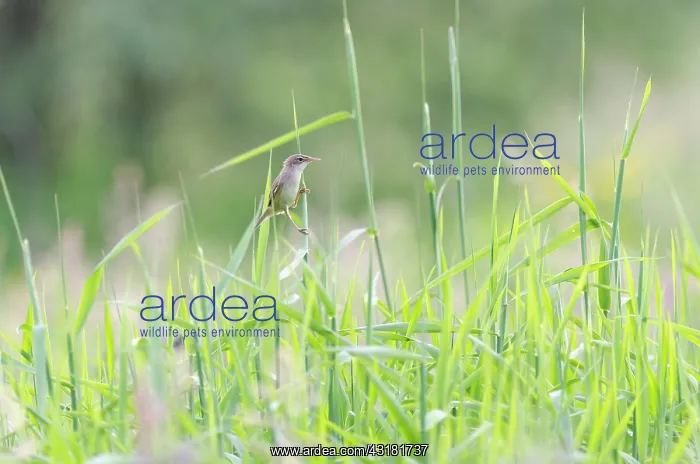 : Grasshopper Warbler : Grasshopper Warbler