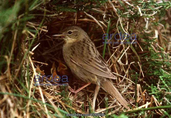 : GRASSHOPPER WARBLER - adult and young at nest : GRASSHOPPER WARBLER - adult and young at nest