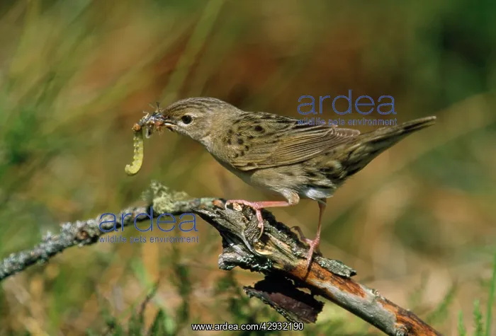 : Grasshopper Warbler - with food in beak : Grasshopper Warbler - with food in beak