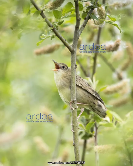  : Grasshopper Warbler (Locustella naevia) singing