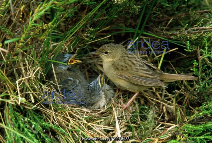 : GRASSHOPPER WARBLER - AT NEST : GRASSHOPPER WARBLER - AT NEST