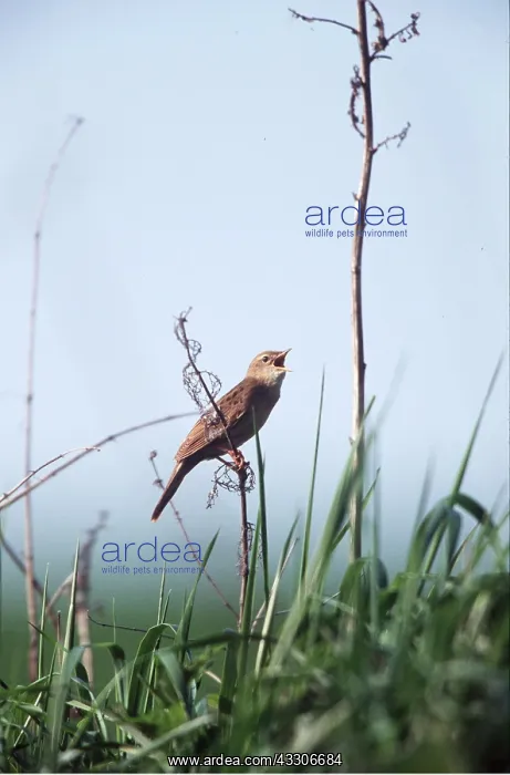 : GRASSHOPPER WARBLER - perched on branch : GRASSHOPPER WARBLER - perched on branch
