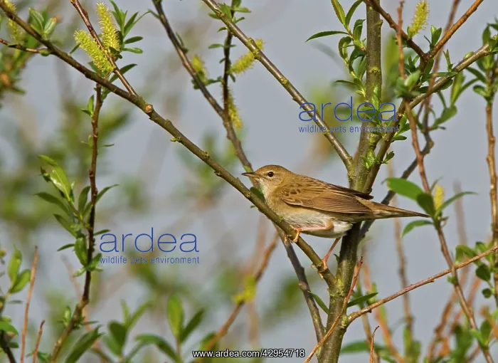 : Grasshopper Warbler - perched in willow bush with katkins : Grasshopper Warbler - perched in willow bush with katkins