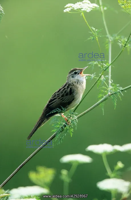 : Grasshopper WARBLER - Singing from perch in Wild Angelica : Grasshopper WARBLER - Singing from perch in Wild Angelica