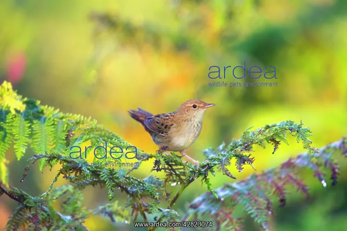 : Grasshopper Warbler - Summer - on Bracken : Grasshopper Warbler - Summer - on Bracken