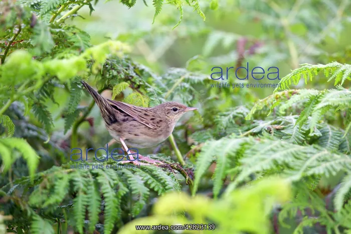 : Grasshopper Warbler - Summer - on Bracken : Grasshopper Warbler - Summer - on Bracken