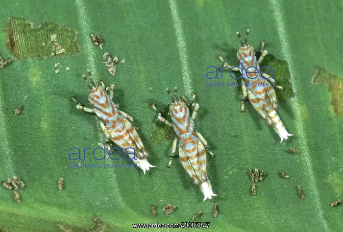 : Grasshoppers Feeding : Grasshoppers Feeding